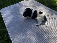 Black/White Landseer Female #5, a female Newfoundland for sale in Burlington, WY – 3 of 3