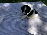 Black/White Landseer Male #2, a male Newfoundland for sale in Burlington, WY – 2 of 3