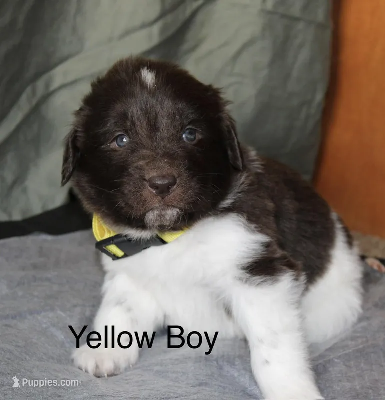 Yellow Boy