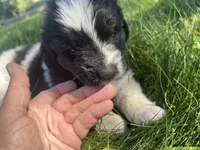 Black/White Landseer Female #5, a female Newfoundland for sale in Burlington, WY – 3 of 7