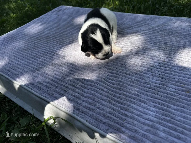 Black/White Landseer Female #2 – Newfoundland puppy for sale in Burlington, WY