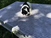 Black/White Landseer Female #2, a female Newfoundland for sale in Burlington, WY – 1 of 3