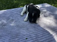Black/White Landseer Female #4, a female Newfoundland for sale in Burlington, WY – 2 of 3
