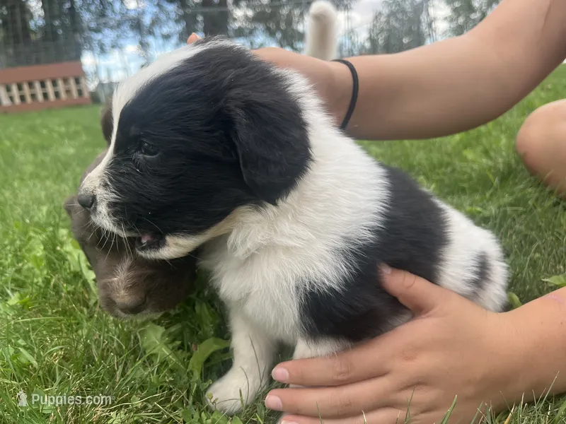 Black/White Landseer Male #1 – Newfoundland puppy for sale in Burlington, WY