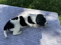 Black/White Landseer Male #2, a male Newfoundland for sale in Burlington, WY – 3 of 3