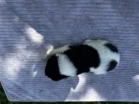 Black/White Landseer Female #3, a female Newfoundland for sale in Burlington, WY – 3 of 3