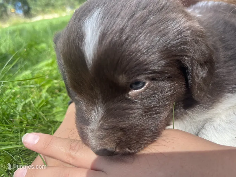 Brown/White Landseer Female – Newfoundland puppy for sale in Burlington, WY