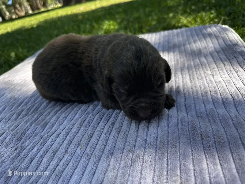 Brown Male – Newfoundland puppy for sale in Burlington, WY