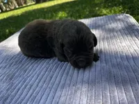 Brown Male, a male Newfoundland for sale in Burlington, WY – 1 of 3