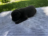 Brown Female #1, a female Newfoundland for sale in Burlington, WY – 3 of 3