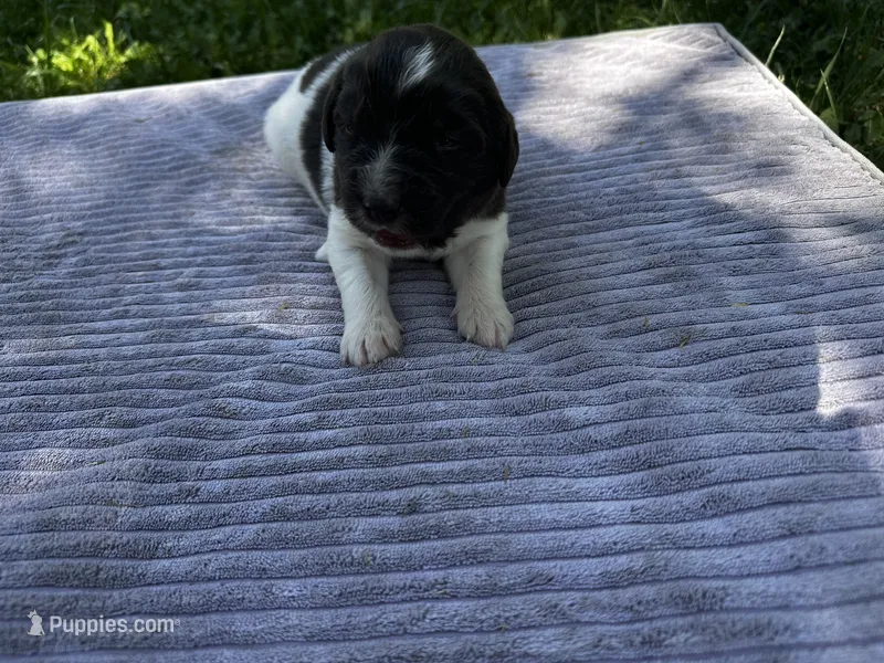 Brown/White Landseer Female – Newfoundland puppy for sale in Burlington, WY