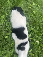Black/White Landseer Female #2, a female Newfoundland for sale in Burlington, WY – 4 of 7