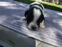 Black/White Landseer Male #1, a male Newfoundland for sale in Burlington, WY – 2 of 3