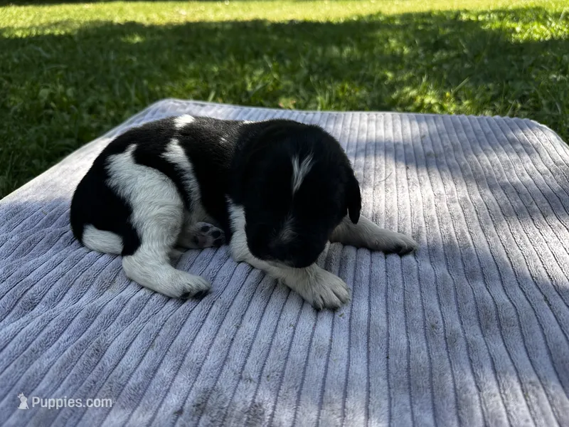 Black/White Landseer Female #4 – Newfoundland puppy for sale in Burlington, WY