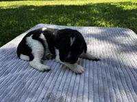 Black/White Landseer Female #4, a female Newfoundland for sale in Burlington, WY – 1 of 3