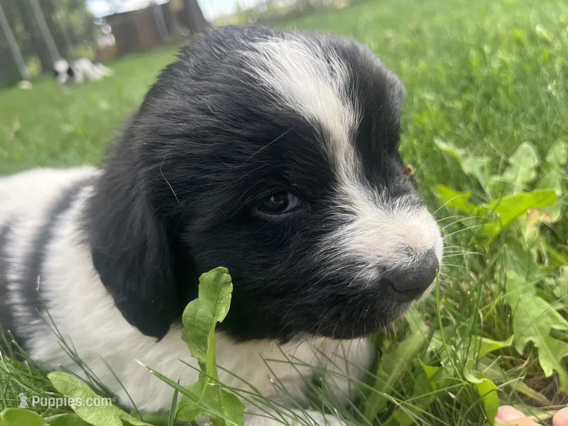 Black/White Landseer Female #1 – Newfoundland puppy for sale in Burlington, WY