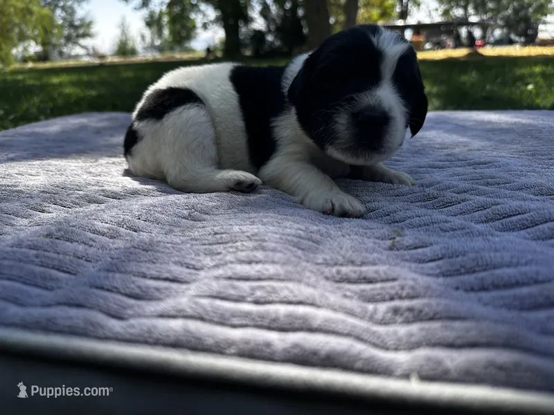 Black/White Landseer Female #3 – Newfoundland puppy for sale in Burlington, WY