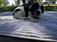 Black/White Landseer Female #3, a female Newfoundland for sale in Burlington, WY – 1 of 3