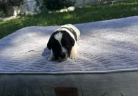 Black/White Landseer Female #5, a female Newfoundland for sale in Burlington, WY – 2 of 3