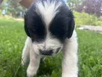 Black/White Landseer Female #2, a female Newfoundland for sale in Burlington, WY – 3 of 7