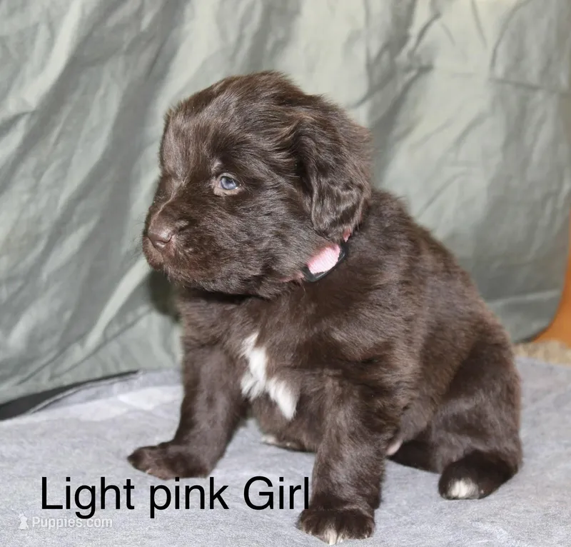 Light Pink Girl