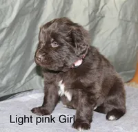 Light Pink Girl, a female Newfoundland for sale in Burlington, WY – Photo 1 of 3