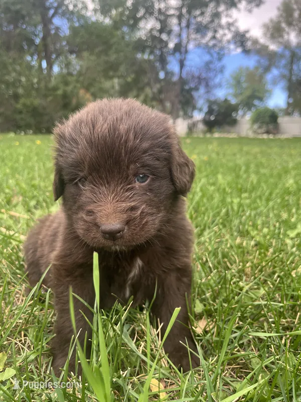 Brown Female #2 – Newfoundland puppy for sale in Burlington, WY