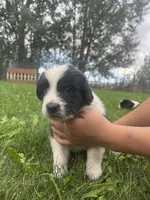 Black/White Landseer Male #1, a male Newfoundland for sale in Burlington, WY – 2 of 7