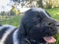 Black/White Landseer Female #5, a female Newfoundland for sale in Burlington, WY – 2 of 7