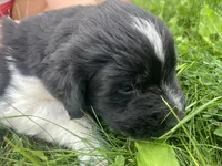Black/White Landseer Female #4, a female Newfoundland for sale in Burlington, WY – 2 of 6