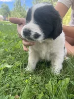 Black/White Landseer Female #2, a female Newfoundland for sale in Burlington, WY – 2 of 7