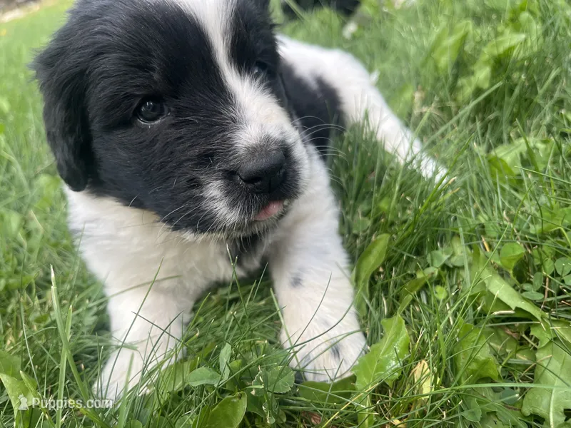 Black/White Landseer Female #3 – Newfoundland puppy for sale in Burlington, WY