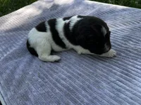 Brown/White Landseer Female, a female Newfoundland for sale in Burlington, WY – 2 of 3
