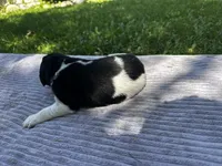 Black/White Landseer Female #4, a female Newfoundland for sale in Burlington, WY – 3 of 3