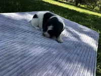 Black/White Landseer Female #3, a female Newfoundland for sale in Burlington, WY – 2 of 3
