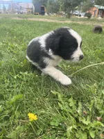 Black/White Landseer Male #1, a male Newfoundland for sale in Burlington, WY – 3 of 7