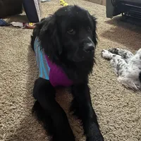 Dark Green Boy, a female Newfoundland for sale in Burlington, WY – Photo 4 of 5