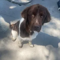 Dark Green Boy, a female Newfoundland for sale in Burlington, WY – Photo 5 of 5
