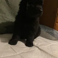 Dark Green Boy, a female Newfoundland for sale in Burlington, WY – Photo 2 of 5