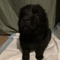 Dark Green Boy, a female Newfoundland for sale in Burlington, WY – Photo 1 of 5