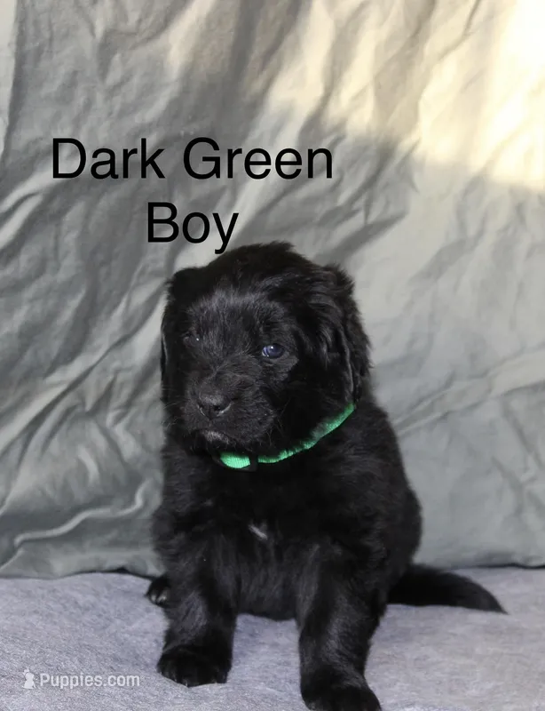 Dark Green Boy