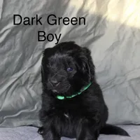 Dark Green Boy, a female Newfoundland for sale in Burlington, WY – Photo 3 of 5