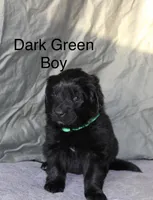 Dark Green Boy, a female Newfoundland for sale in Burlington, WY – Photo 1 of 3