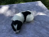 Black/White Landseer Female #2, a female Newfoundland for sale in Burlington, WY – 3 of 3