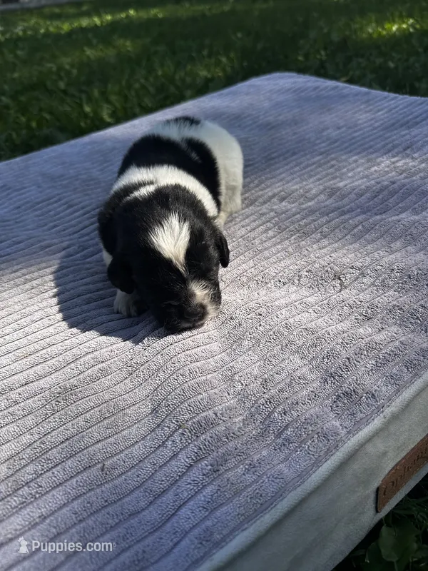 Black/White Landseer Female #5 – Newfoundland puppy for sale in Burlington, WY