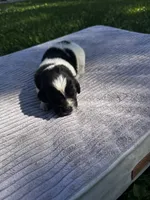 Black/White Landseer Female #5, a female Newfoundland for sale in Burlington, WY – 1 of 3