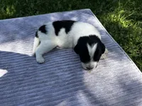 Black/White Landseer Female #2, a female Newfoundland for sale in Burlington, WY – 2 of 3