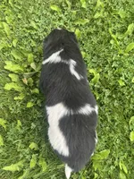 Black/White Landseer Female #4, a female Newfoundland for sale in Burlington, WY – 3 of 6