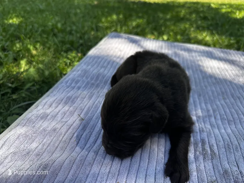 Brown Female #1 – Newfoundland puppy for sale in Burlington, WY