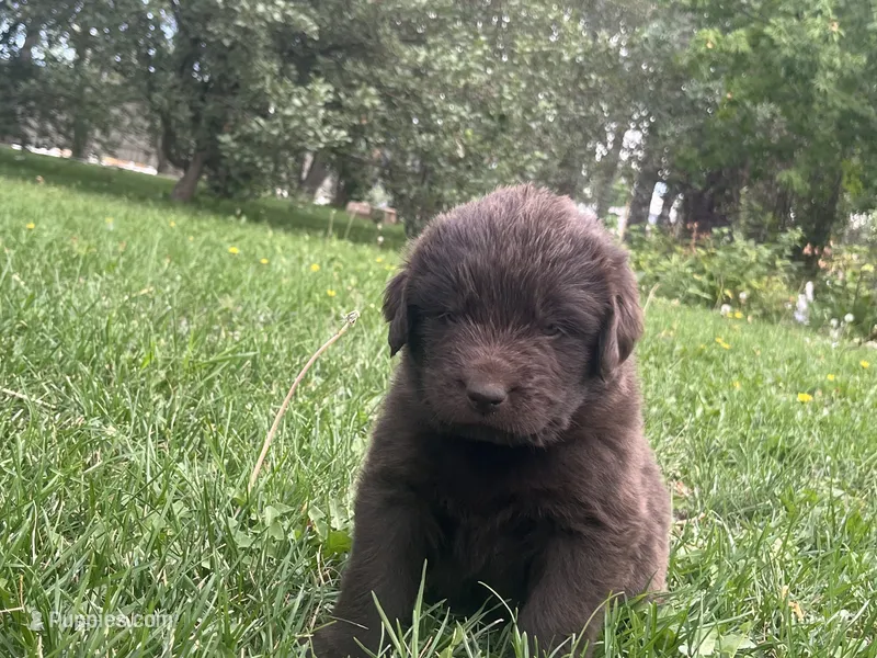 Brown Female #1 – Newfoundland puppy for sale in Burlington, WY